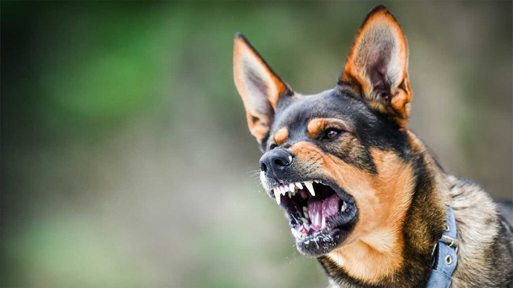 The Top 10 Reasons Why Dogs Bite